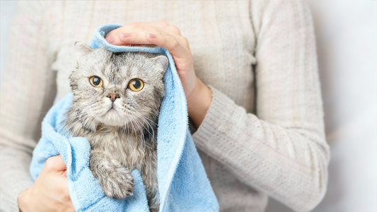 猫のドライヤーおすすめ5選！上手に乾かす方法も