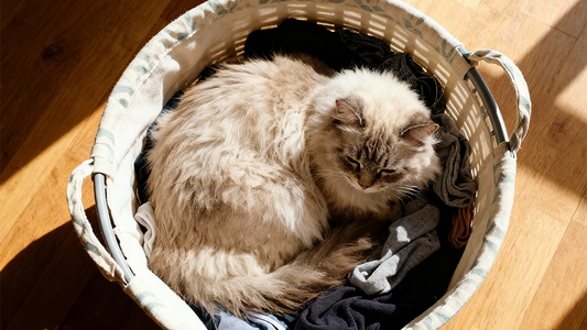 猫が洗濯ネットでおとなしくなる理由と使い方