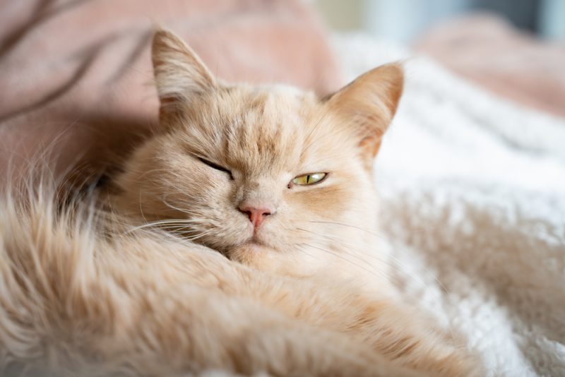 猫がゴムバンドに夢中になる理由4選！獣医監修