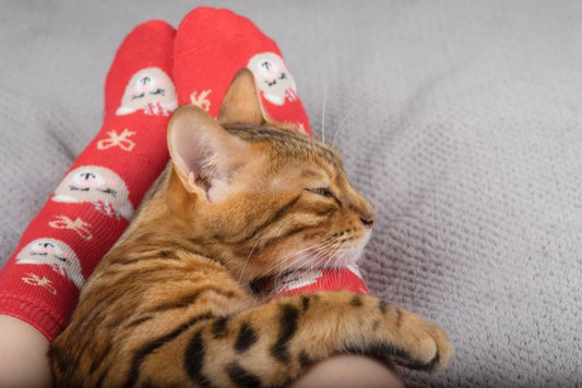 猫が足元で寝る理由6つ！可愛い秘密を解明♡