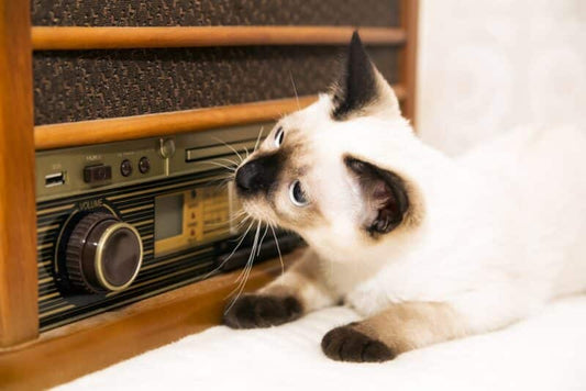 猫が好きな音10選！獣医監修でハッピー♡