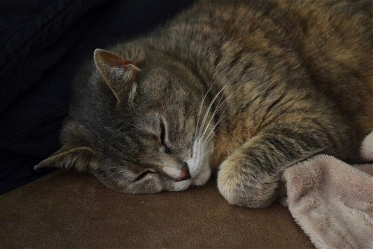 猫が一緒に寝なくなった？8つの理由と対処法