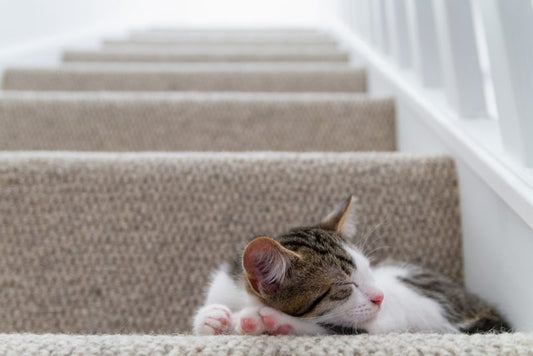 子猫は階段を登れる？安全年齢と注意点