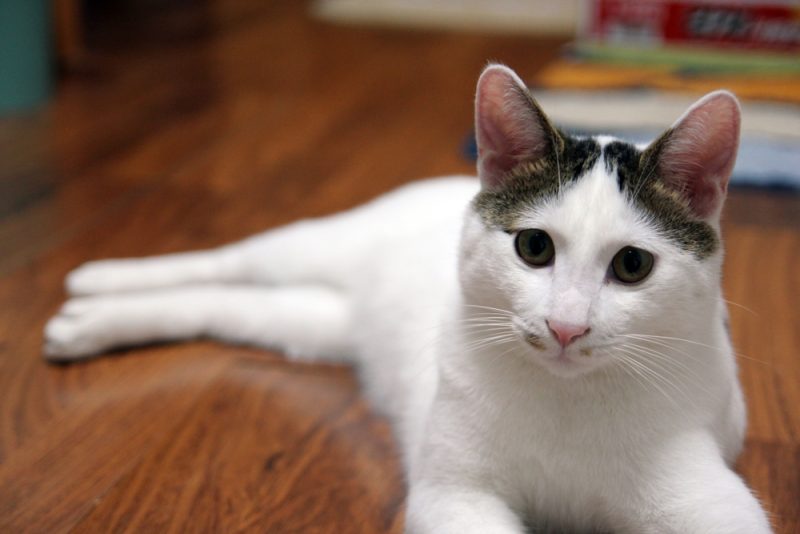 猫が洗濯かごでおしっこ？8つの理由と解決Tips