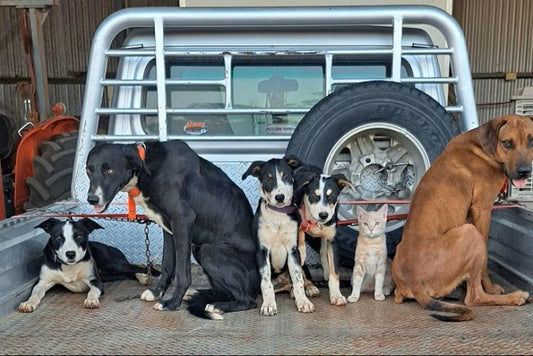 猫はストレスでゴロゴロ鳴く？その理由と見分け方