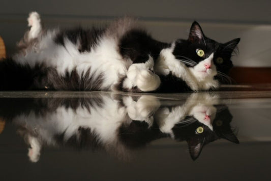 猫が靴に夢中になる理由3つ！獣医監修の秘密