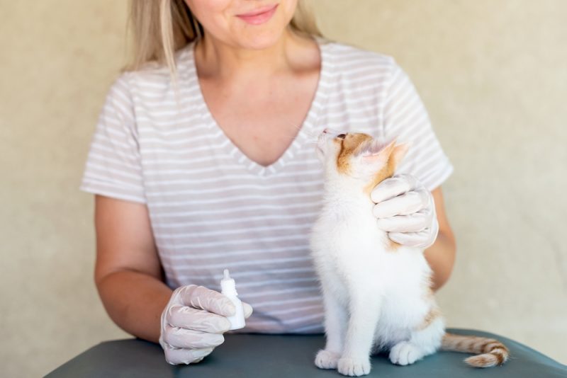 雄猫と雌猫は仲良くなれる？多頭飼いのリアル体験談