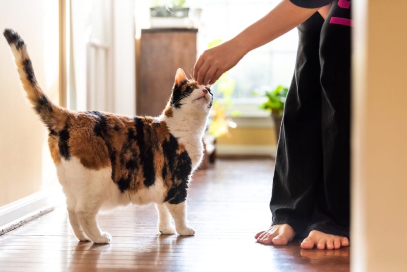 猫が撫でられると尻尾を上げる理由4つ