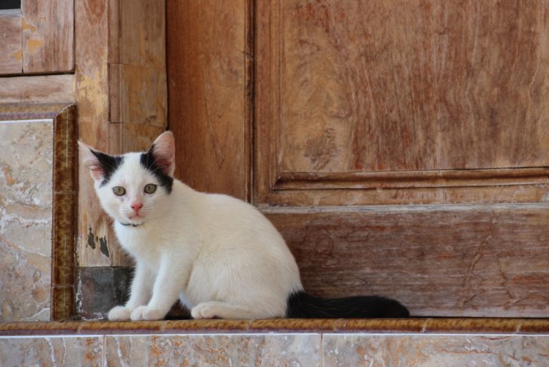 猫のキャタワウリングとは？5つの原因と予防法