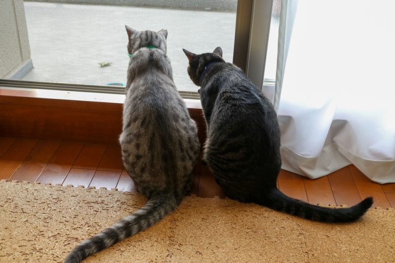 オス猫のゴロゴロはどれくらい？理由と正常量を解説