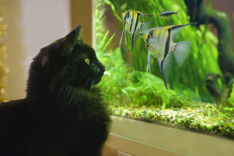 猫が魚好きになる4つの理由！獣医監修の秘密♡