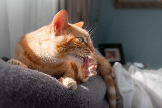 なぜ猫は膝の上で自分を掃除する？4つの理由と注意点