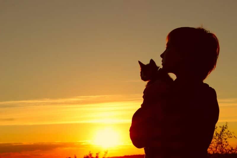 猫はテレビを見るのが好き？一緒に楽しむコツ