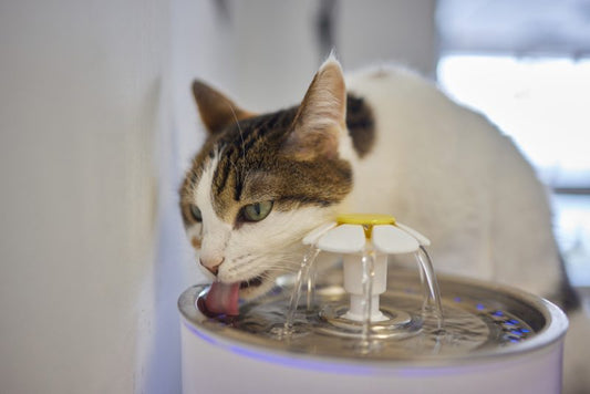猫はどう水を飲むの？獣医監修の驚きの事実