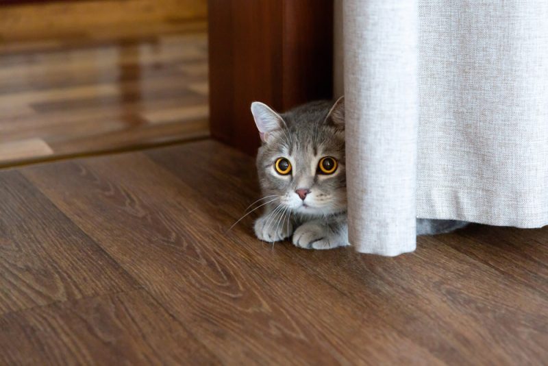 猫が隠れられないとストレス？隠れ家作りのコツ