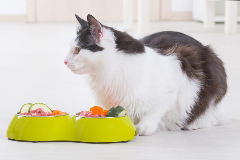 猫が突然食べなくなった！13の原因と対処法