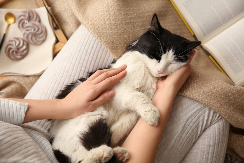 猫が大声でゴロゴロ鳴く意味は？獣医検証の5つの理由
