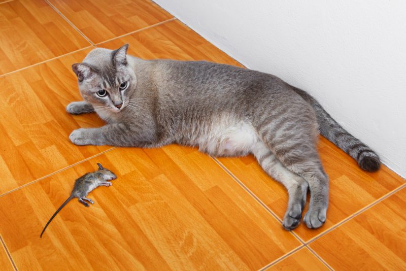 猫はネズミを食べる？ただ殺すだけ？本能とリスク解説