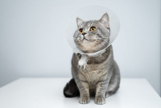 野良猫は遊ぶ？獣医監修の遊び行動