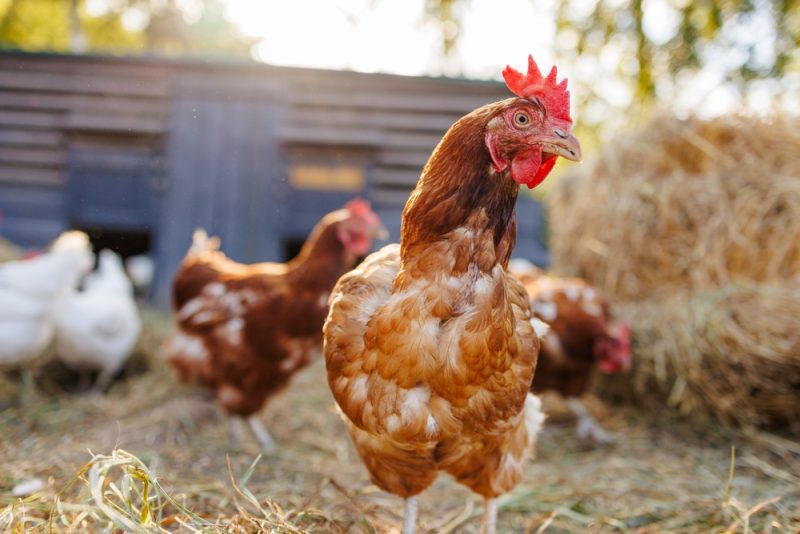 納屋の猫は鶏を殺す？保護のコツを獣医監修で