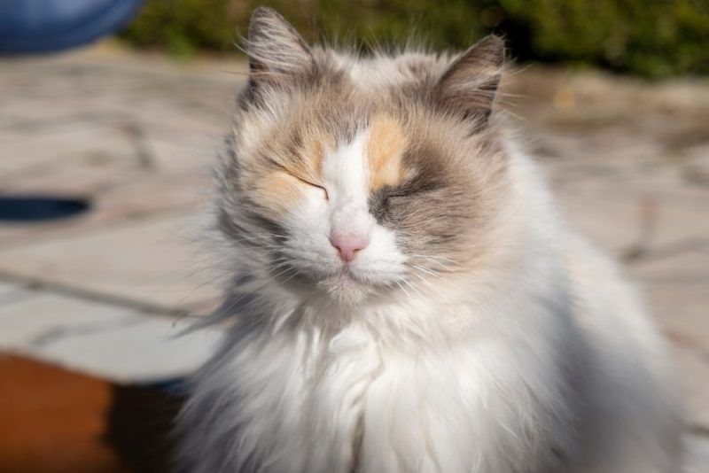 猫は人間みたいに瞬きする？獣医監修の可愛い秘密