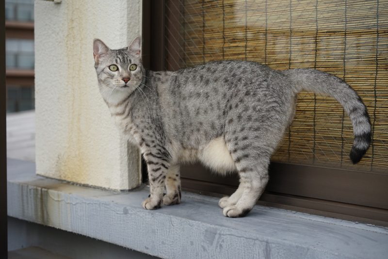 母猫が子猫を捨てた？見分け方と対処法