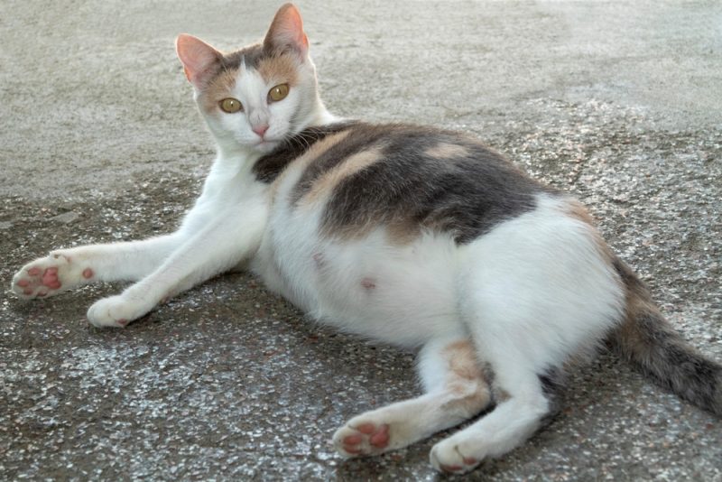 猫は他の猫の死を察知できる？不思議な行動の真相