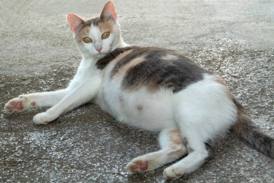 猫は他の猫の死を察知できる？不思議な行動の真相