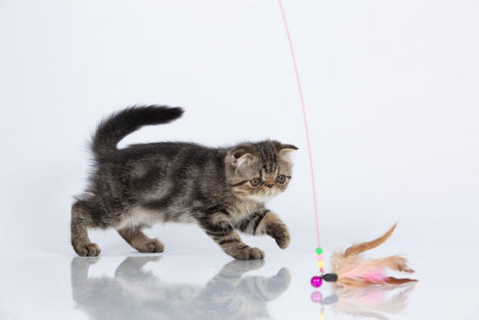 猫が新入り子猫に威嚇するのを止めるコツ