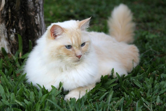 猫が唇を鳴らすのはなぜ？獣医検証の原因とアドバイス