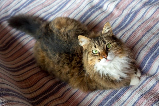 猫が耳を舐める理由は？3つの可愛い秘密と止め方