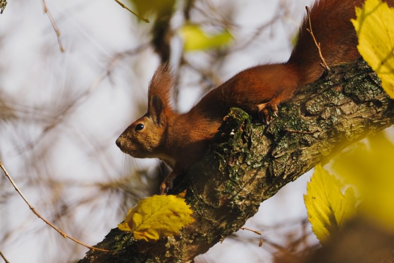 猫が家出する理由10選！見つからない時の対処法