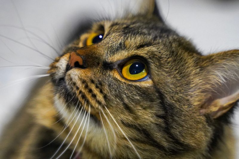 猫が天井を見つめる理由？6つの秘密