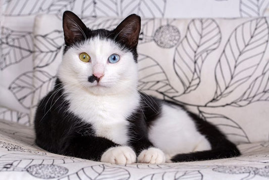 猫が水飲みボウルに足を入れるのを止める3つのコツ