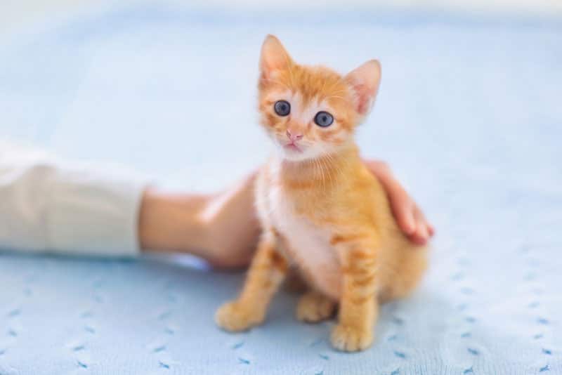 owner-hand-petting-a-kitten_FamVeld_Shutterstock-1