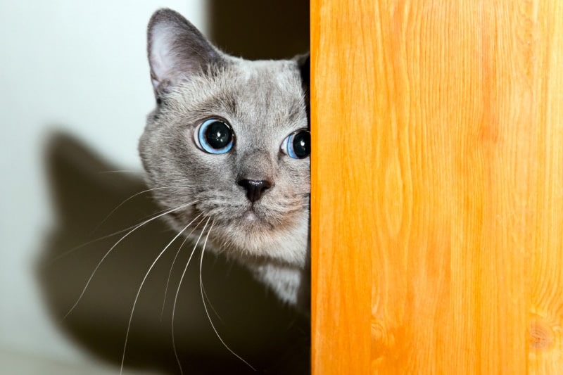 scared-cat-hiding-behind-the-door_Maistet_Shutterstock